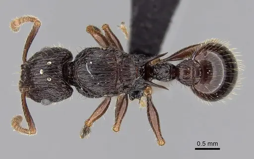Tetramorium andohahela specimen