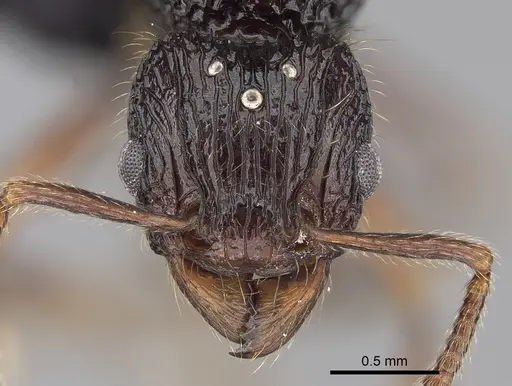 Tetramorium andohahela specimen