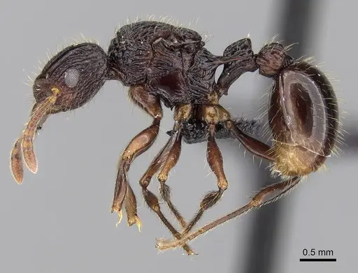Tetramorium andohahela specimen