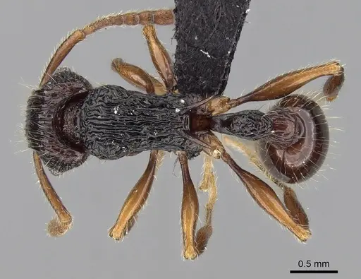 Tetramorium andohahela - CASENT0484449