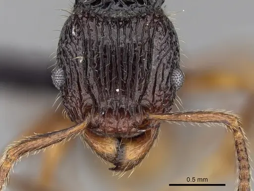 Tetramorium andohahela - CASENT0484449