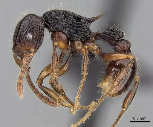 Tetramorium andohahela - CASENT0484449