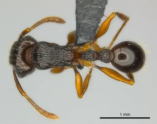 Tetramorium andrei specimen