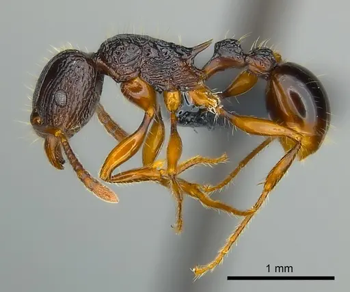 Tetramorium andrei specimen