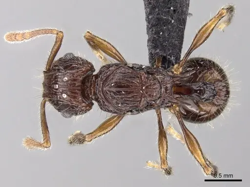 Tetramorium andrei - CASENT0070343
