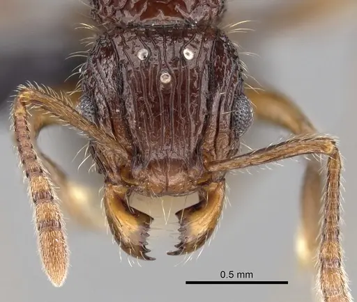 Tetramorium andrei - CASENT0070343