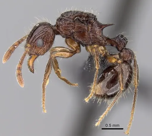 Tetramorium andrei - CASENT0070343