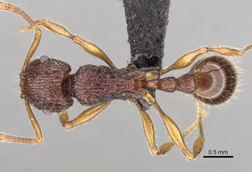 Tetramorium andrei - CASENT0073463