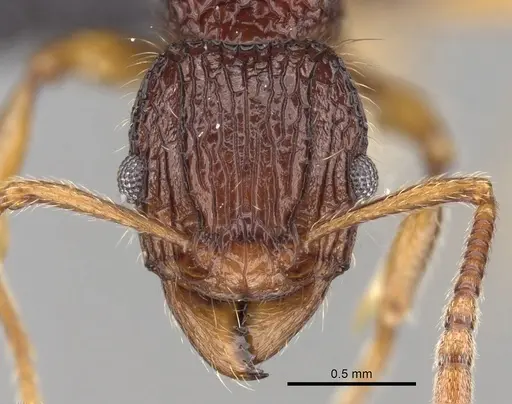 Tetramorium andrei - CASENT0073463