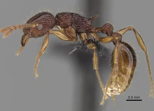 Tetramorium andrei - CASENT0073463