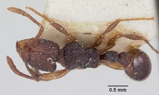 Tetramorium andrei - CASENT0101279