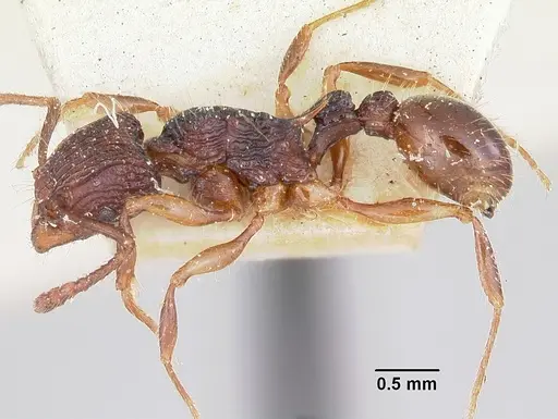 Tetramorium andrei - CASENT0101279