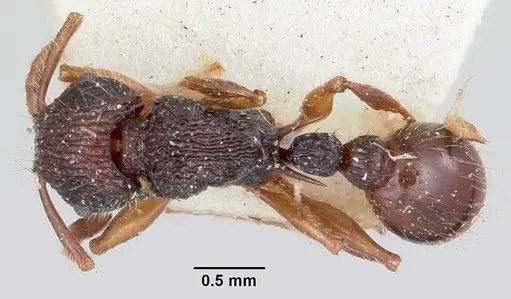 Tetramorium andrei - CASENT0101280