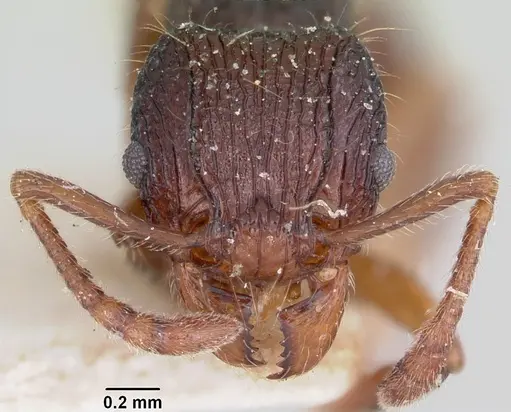 Tetramorium andrei - CASENT0101280