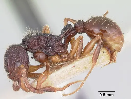 Tetramorium andrei - CASENT0101280