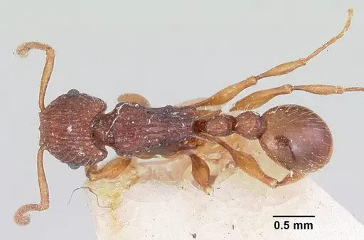 Tetramorium andrei - CASENT0101281