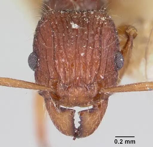 Tetramorium andrei - CASENT0101281