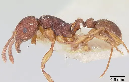 Tetramorium andrei - CASENT0101281