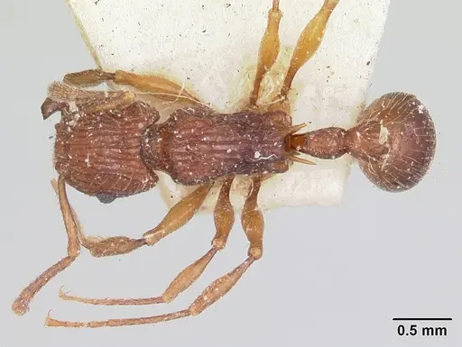 Tetramorium andrei - CASENT0101282