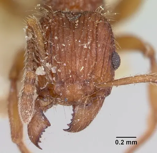 Tetramorium andrei - CASENT0101282