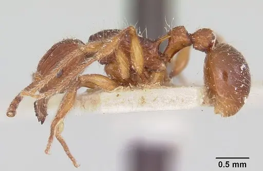 Tetramorium andrei - CASENT0101282