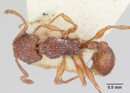 Tetramorium andrei - CASENT0101821
