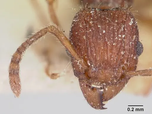 Tetramorium andrei - CASENT0101821