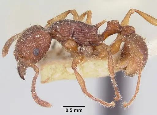 Tetramorium andrei - CASENT0101821