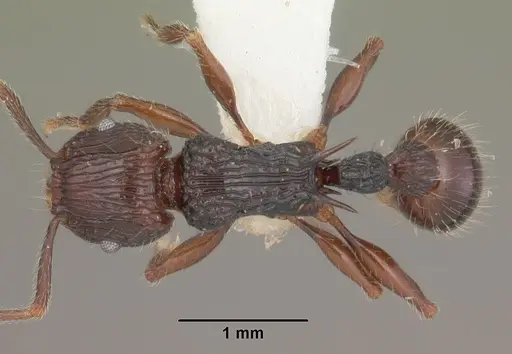 Tetramorium andrei - CASENT0102395