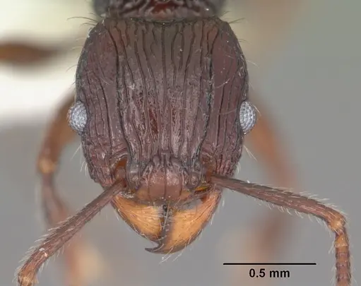 Tetramorium andrei - CASENT0102395