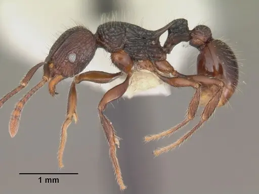 Tetramorium andrei - CASENT0102395