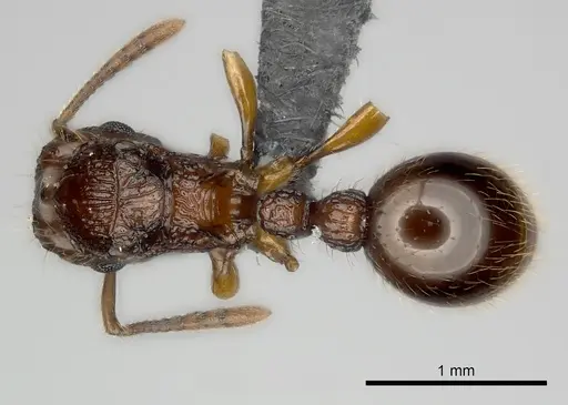 Tetramorium andrei - CASENT0163321