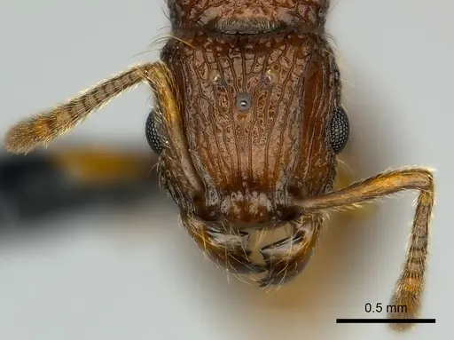Tetramorium andrei - CASENT0163321