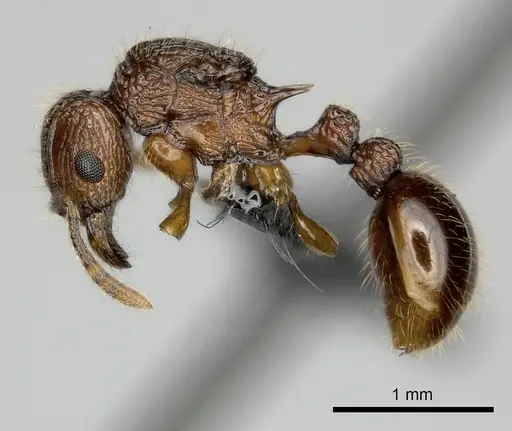 Tetramorium andrei - CASENT0163321