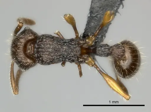 Tetramorium andrei - CASENT0163328