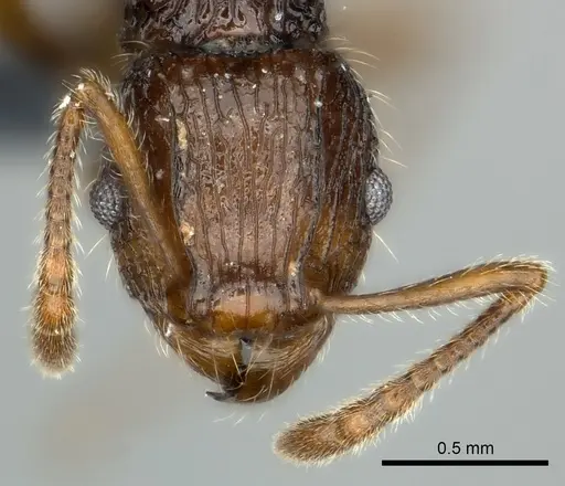Tetramorium andrei - CASENT0163328