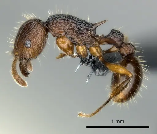 Tetramorium andrei - CASENT0163328