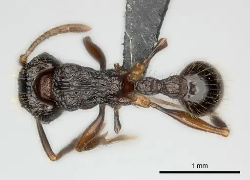 Tetramorium andrei - CASENT0163379