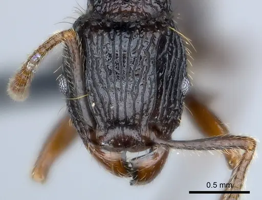 Tetramorium andrei - CASENT0163379