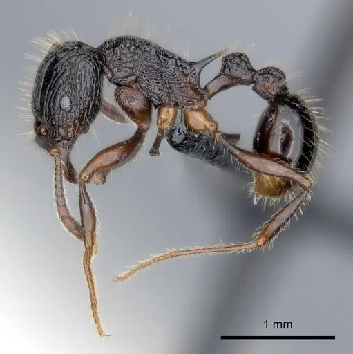 Tetramorium andrei - CASENT0163379