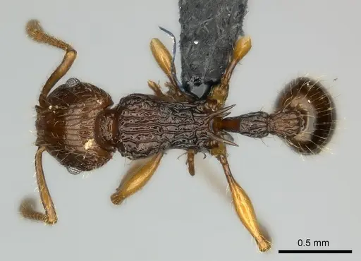 Tetramorium andrei - CASENT0163551