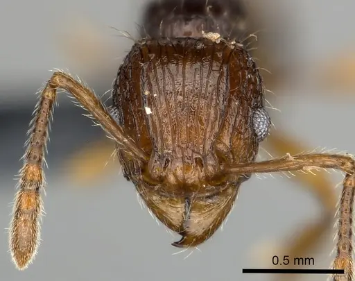 Tetramorium andrei - CASENT0163551