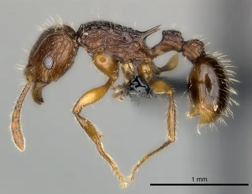 Tetramorium andrei - CASENT0163551