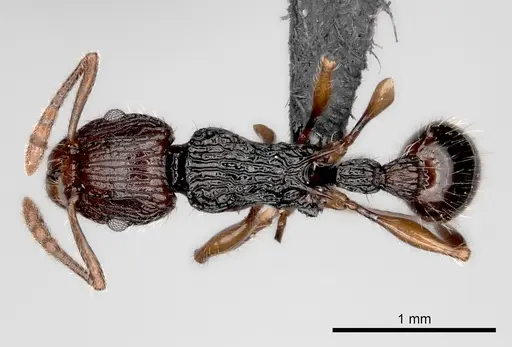Tetramorium andrei - CASENT0163560