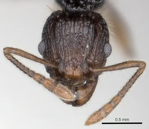 Tetramorium andrei - CASENT0163560