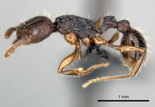 Tetramorium andrei - CASENT0163560
