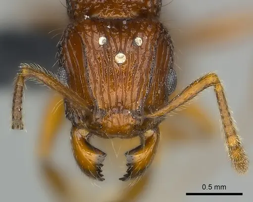 Tetramorium andrei - CASENT0464761