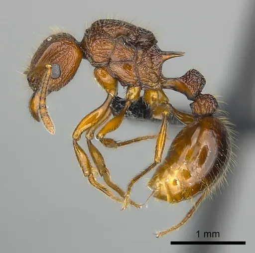 Tetramorium andrei - CASENT0464761