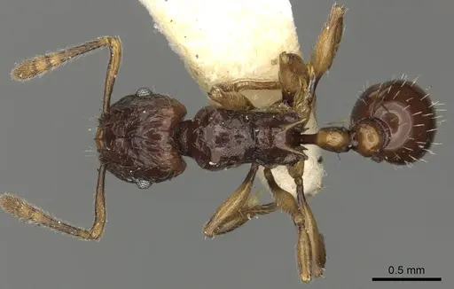 Tetramorium andrynicum specimen