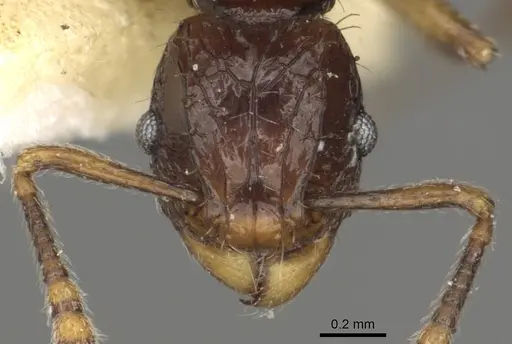 Tetramorium andrynicum specimen